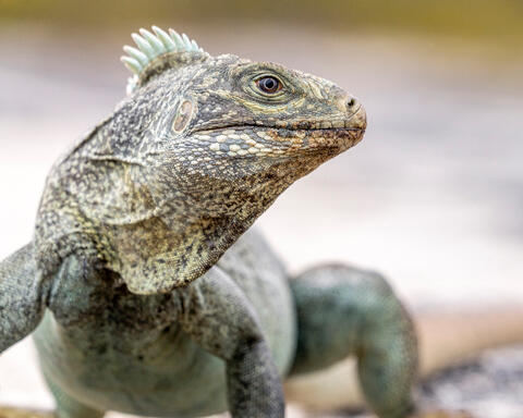 Iguana