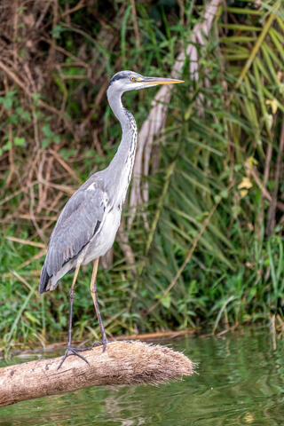 Black-Headed Heron