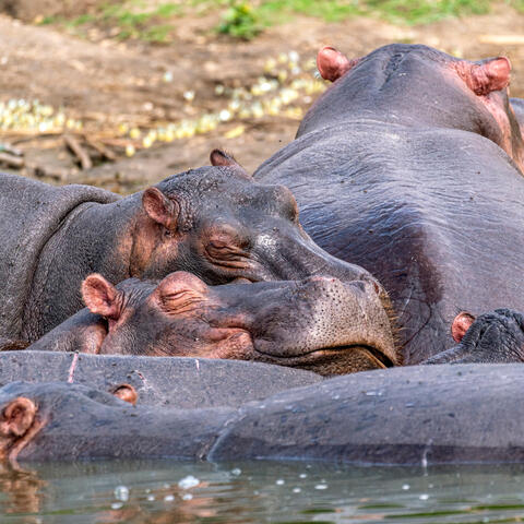 Cuddle Puddle