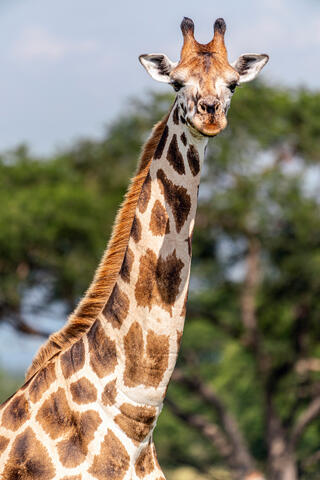 How tall are you?