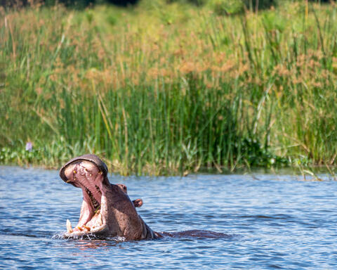 Hungry, Hungry Hippo