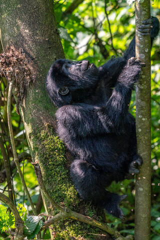 Learning to Climb
