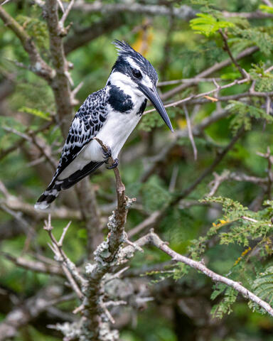 Pied Kingfisher
