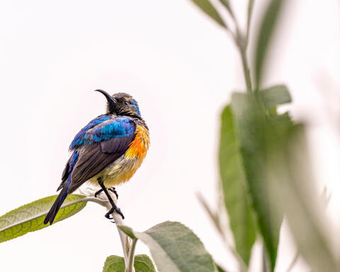 Variable Sunbird