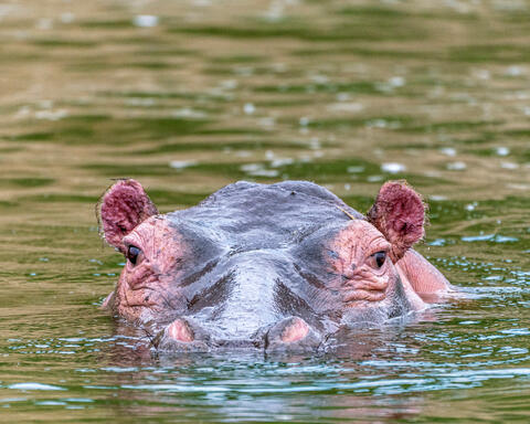 What Lies Beneath