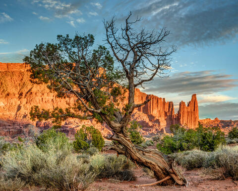 Gnarled Desert Tree at Sunset