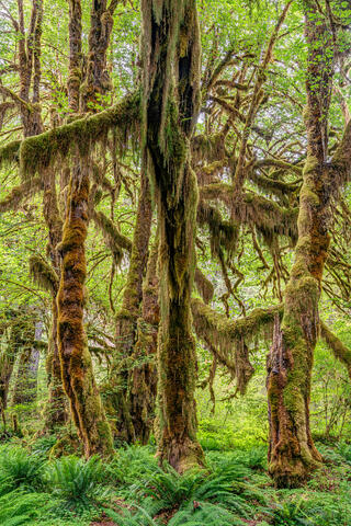 Olympic Rainforest