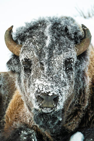 Frost Face