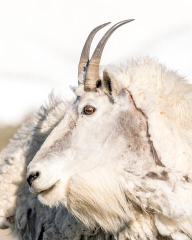 Mountain Goat Glamour Shot