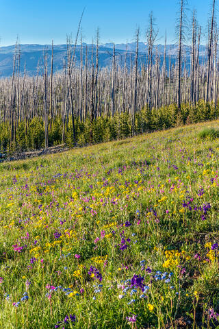 Yellowstone Abloom