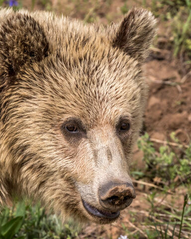 Yellowstone Grizzly Portrait