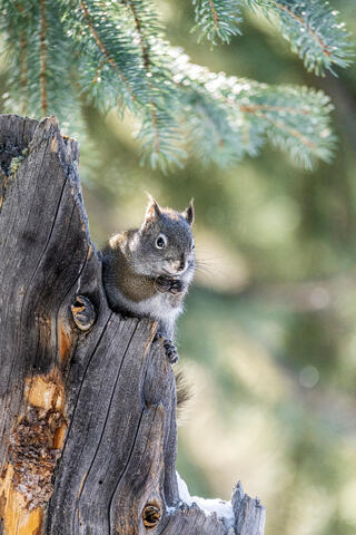 Yellowstone Squirrel