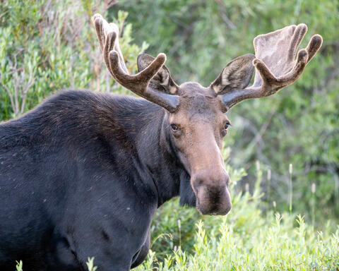 Young Bull Moose Close Up