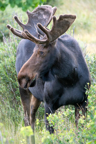 Young Bull Moose Portrait