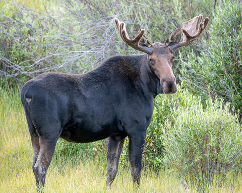 Young Bull Moose
