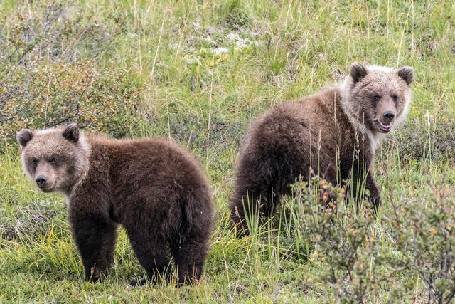 Grizzly Cubs in Denali