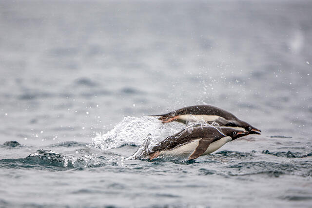 Adelies Breaching