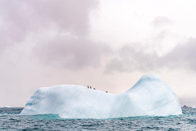 Chinstrap Island