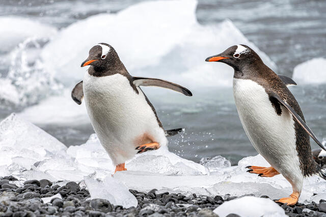 Gentoo Jog