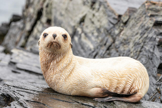 Leucistic Seal