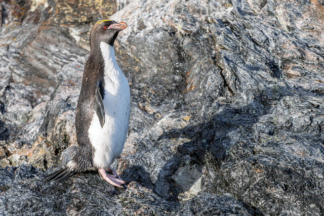 Macaroni Penguin