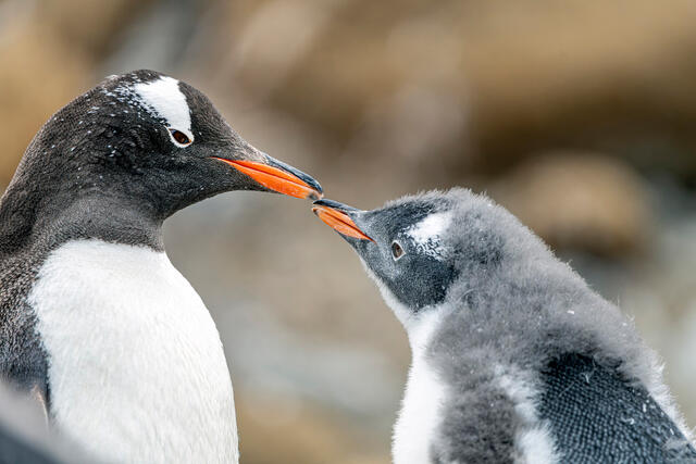 Penguin Love