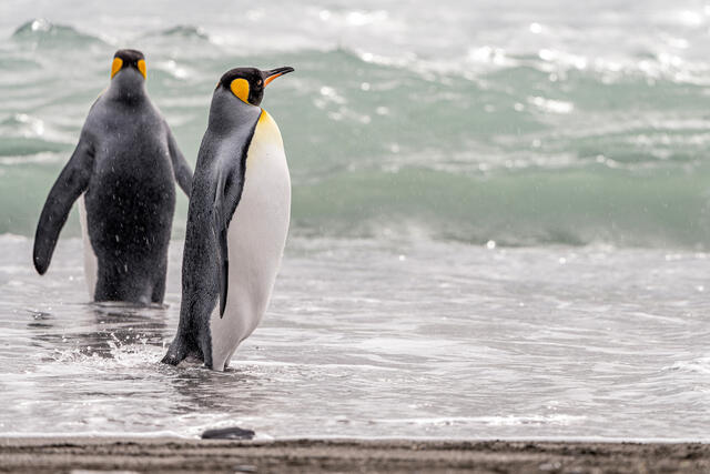 Ready for a Swim?