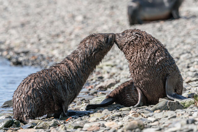 Seal Kisses