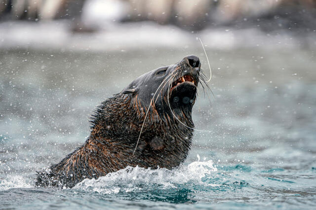 Shake it off!