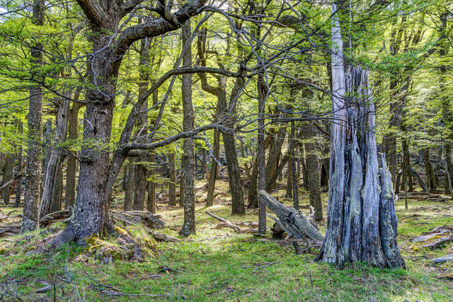 On the way to Laguna Torre