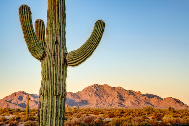 Saguaro Cactus and McDowell Mountains at Sunrise