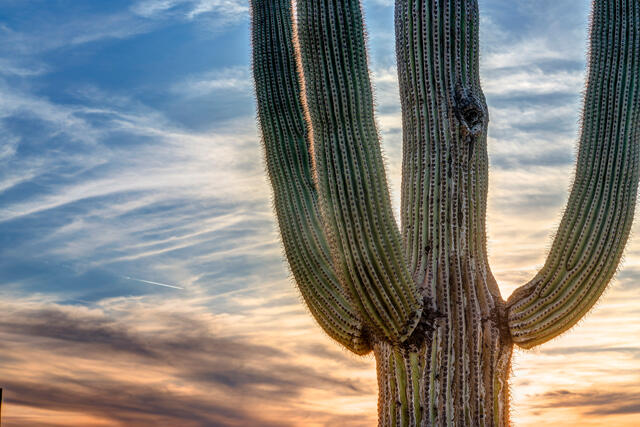 Saguaro Sunset