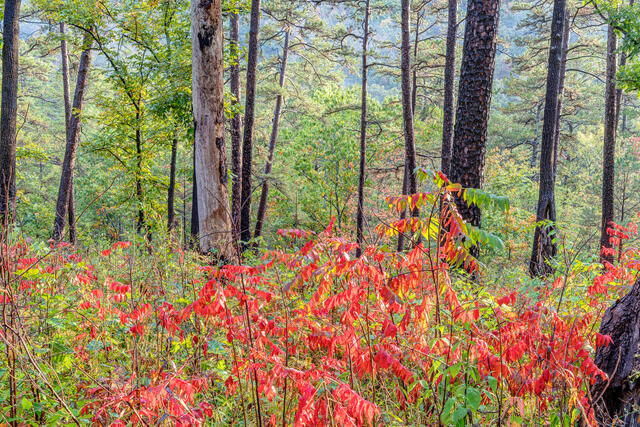 Fall in Ouachita