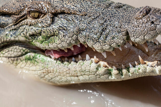 Australia, crocodile, wildlife, animal, alligator, darwin, northern territory, jumping, predator, teeth, eye, river, eat, northern territory, Glenn Lewis, Glenn