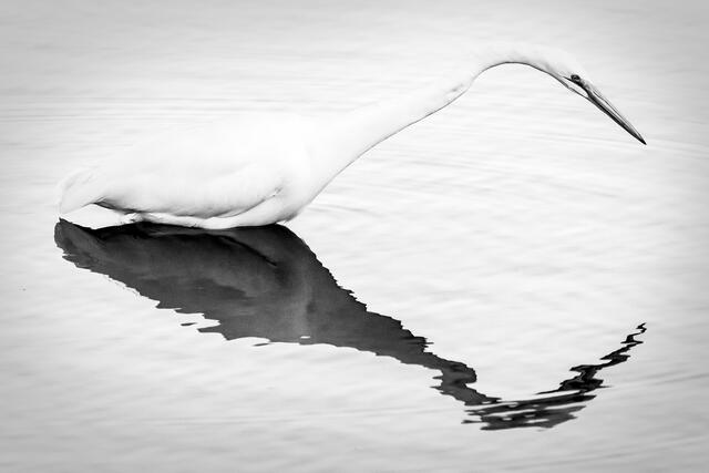 Great Egret monochrome