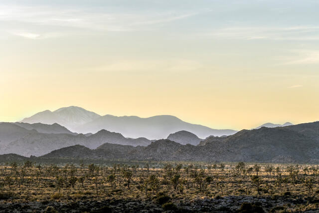 Joshua Trees at Dusk