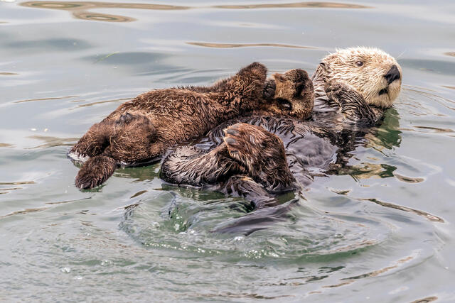 Sea Otter Mama and Baby