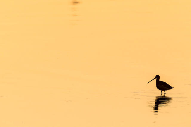 Short-Billed Dowitcher Silhouette