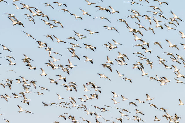 Snow Geese in Flight