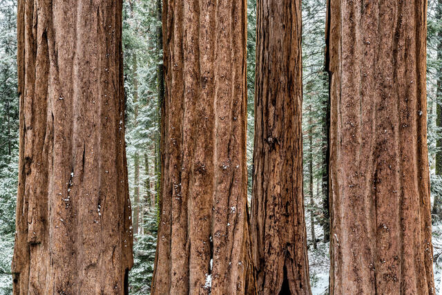 Winter in Kings Canyon National Park