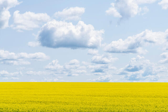 Canola Fields