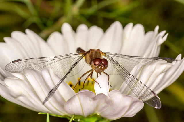 Perched Dragonfly