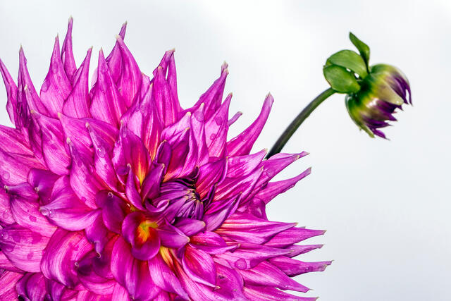 Pink Dahlias