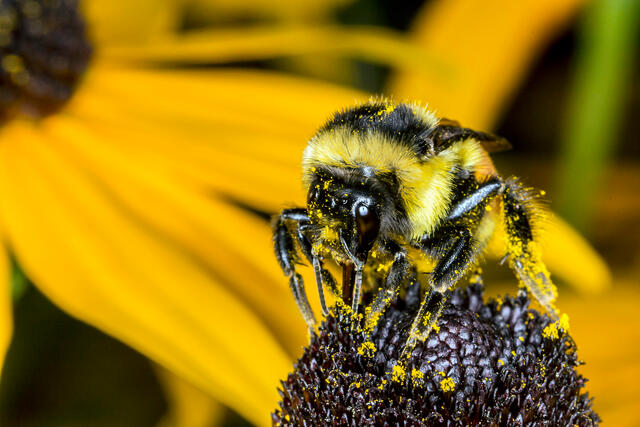 Price Edward Island Bee