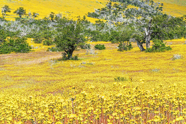 Endless Yellow