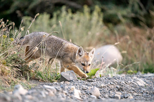Learning to Hunt