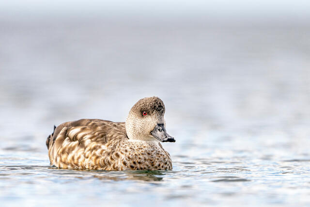 Patagonian Crested Duck