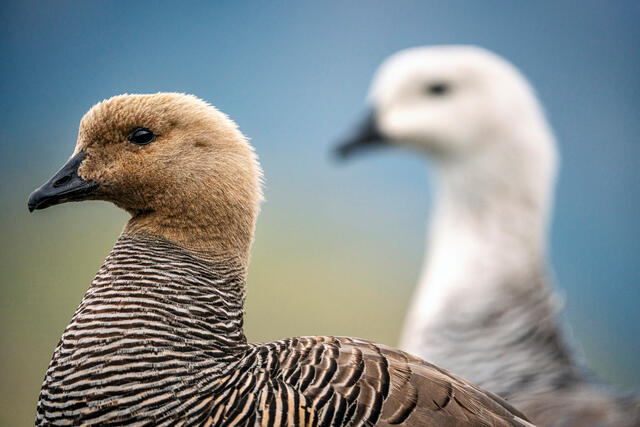 Upland Geese