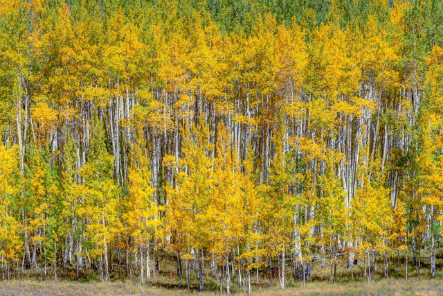 Aspen in Autumn