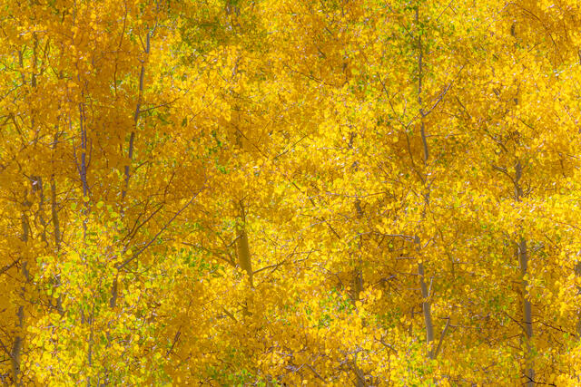 Autumn Warmth